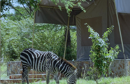 Safari weekend