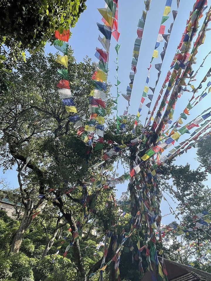 FlagsandTreesmin