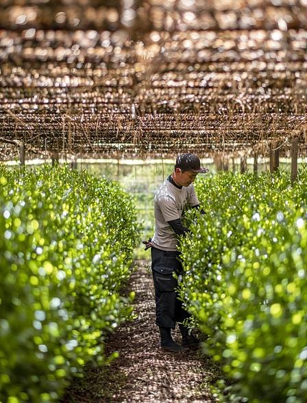 Uji Tea Experience