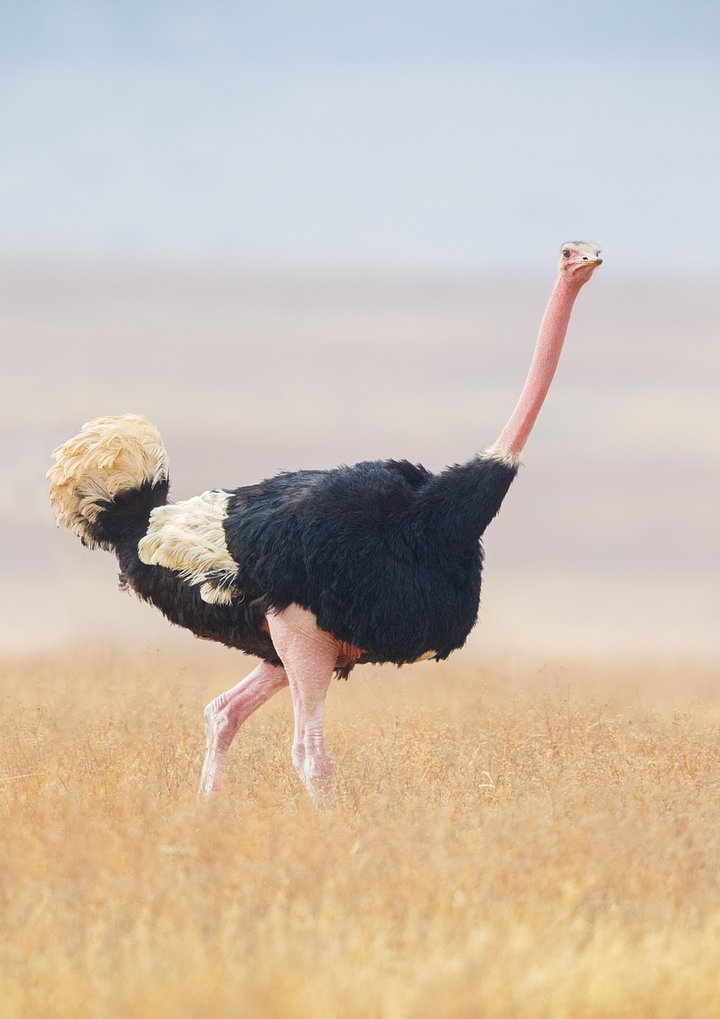 iStock618977828