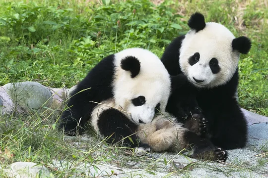 See cute pandas up close in a peaceful reserve