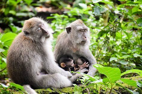 Getting up close and personal with a monkey at the Monkey Forest