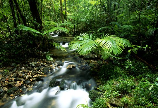 Explore Mossman Gorge's beauty with an indigenous guide