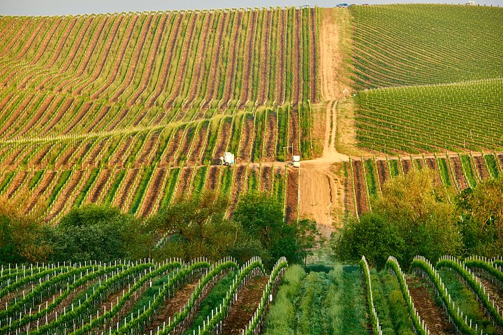 vineyardsincaliforniausa20241011055256utc