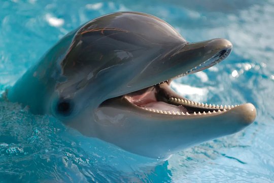 Swim With Dolphins Friday 15