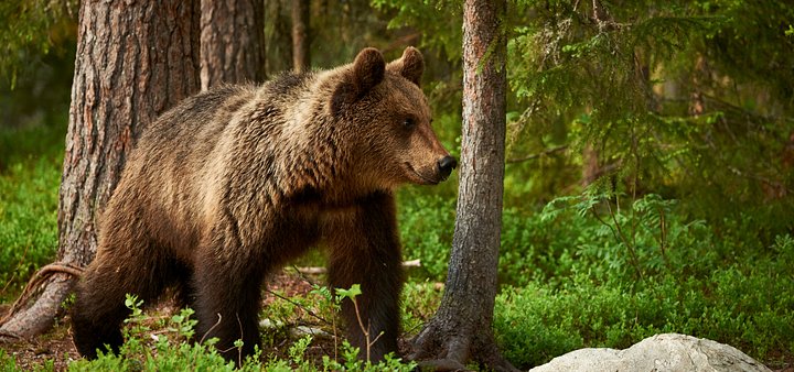 The Brown Bear Experience