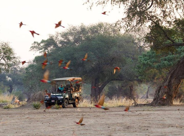 birds