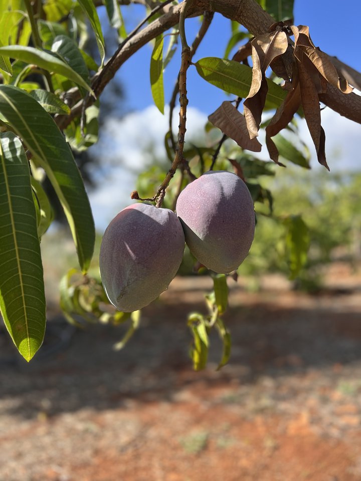Mangotree