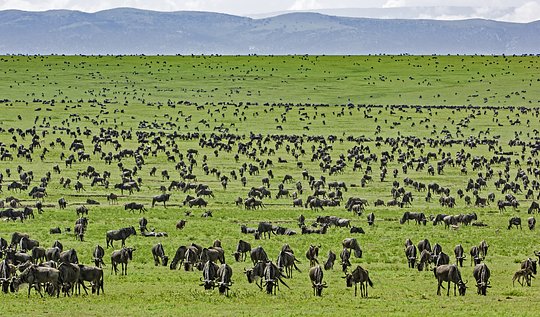 Witness the return of the million-plus wildebeest to the Serengeti