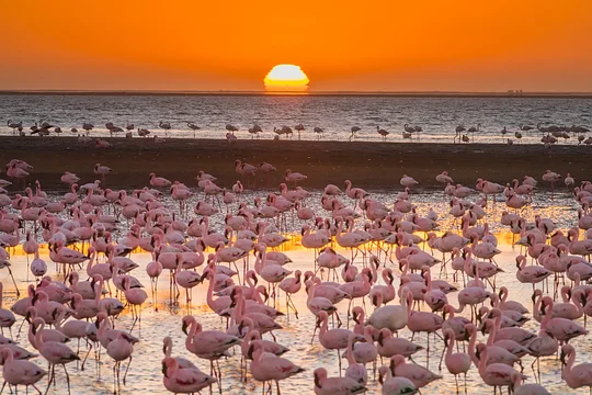 4- Day/3 Night Post-Trip Extension to Swakopmund (Min. 4 ladies) - Private Room