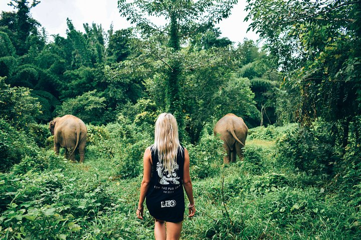 Female traveller walking behind thai elephants