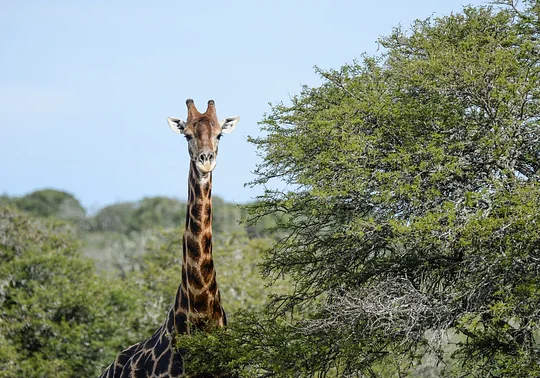 Spot elephants, lions, giraffes, and so much more on game drives through Amakhala Game Reserve