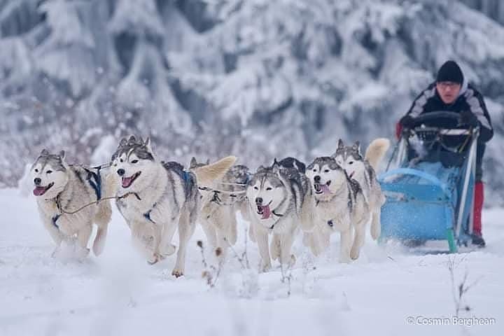 Husky Sledding