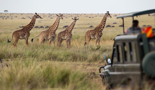 Witness wildlife in four diverse wilderness parks on daily game drives