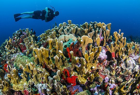 Scuba Diving