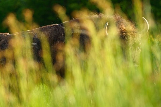 Discover the imposing bison from the saddle