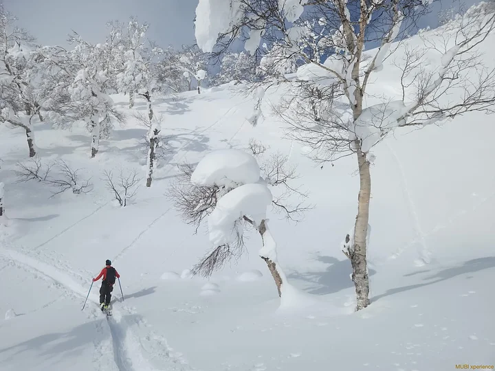 skifreeridepoudreusejapowaomorijapon