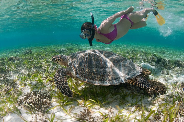 Girl swimming underwater with turtle