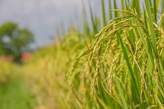 Tour a family-run Carnaroli rice farm in the hills of Piedmont