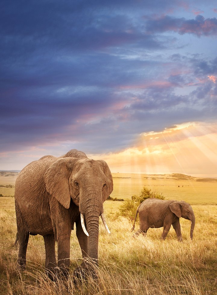 iStock475880044