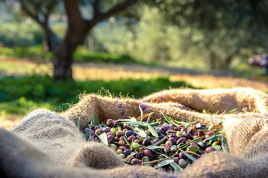Tour a local olive oil farm and enjoy a tasting of Cretan liquid gold 