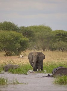 elephant