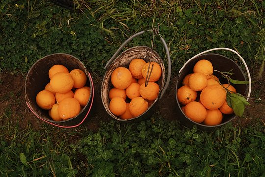 Citrus Picking with Lunch and jam cooking at the Farm