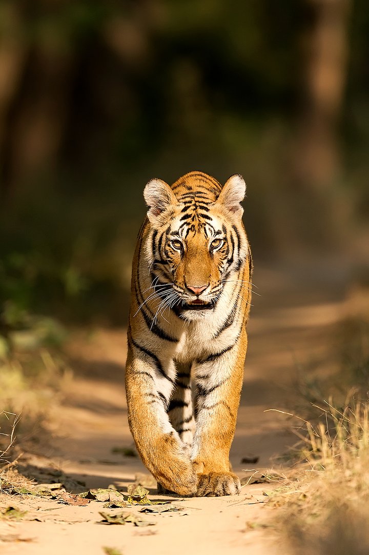 tiger