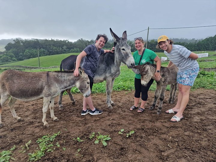 donkeycasners