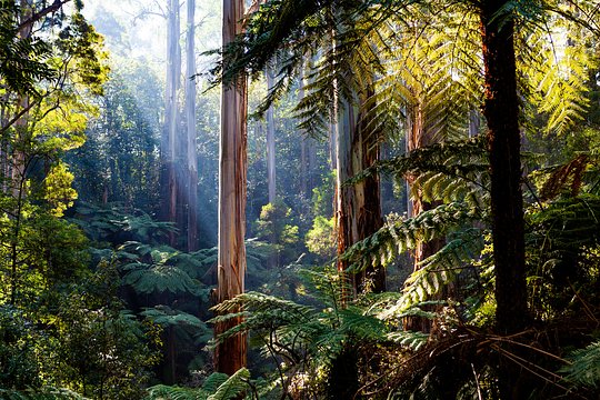 Visit the Daintree Rainforest, an area that predates the Amazon