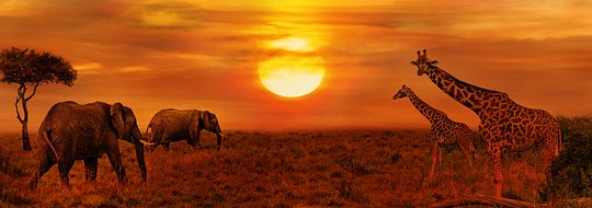 Tanzania - A Safari in the Great Serengeti Savannah