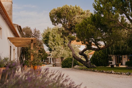 Yoga + Wine in Rural Portugal