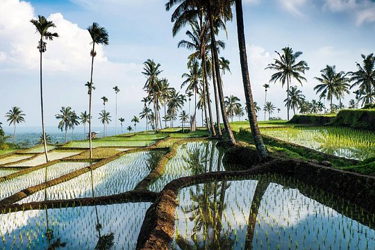 Bali