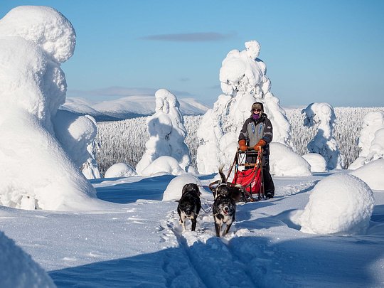 Husky Escapade in the Arctic Lapland