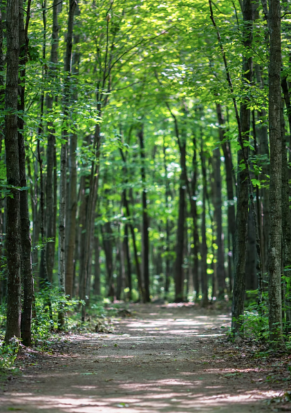 pathwayinforestphotoFreeImageonUnsplash1