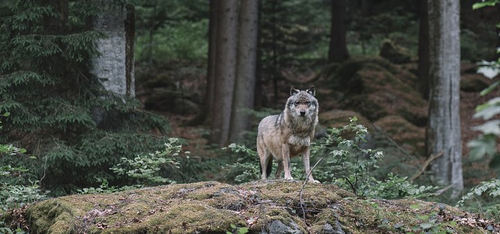 The Grey Wolf Experience