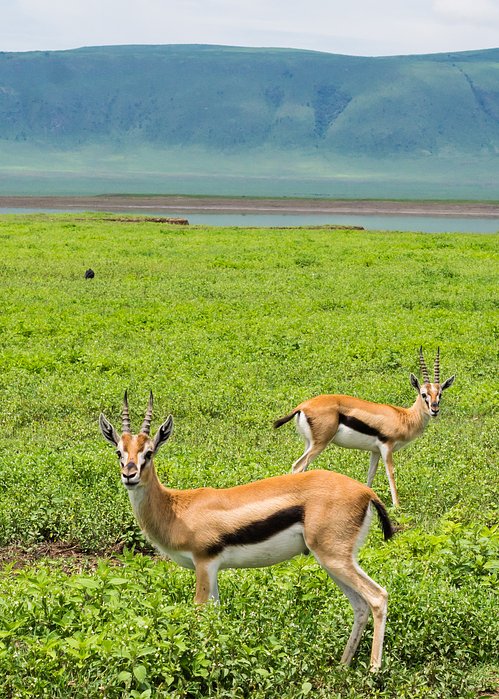 iStock526835254