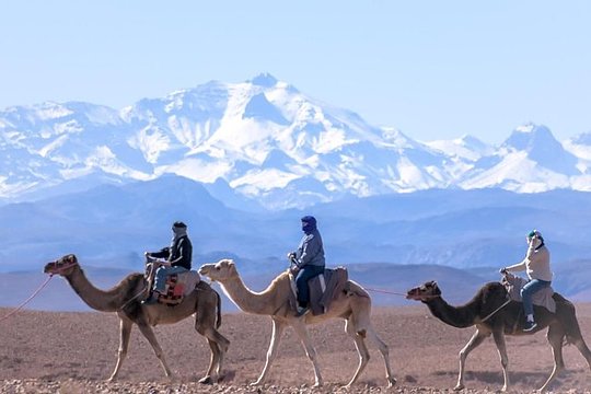 Mule or Camel Riding