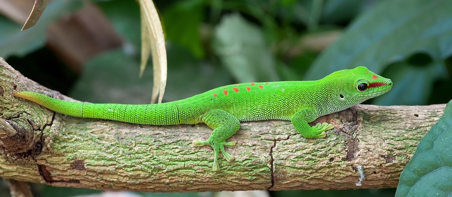 Madagascar