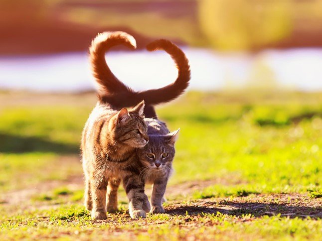 catcouple