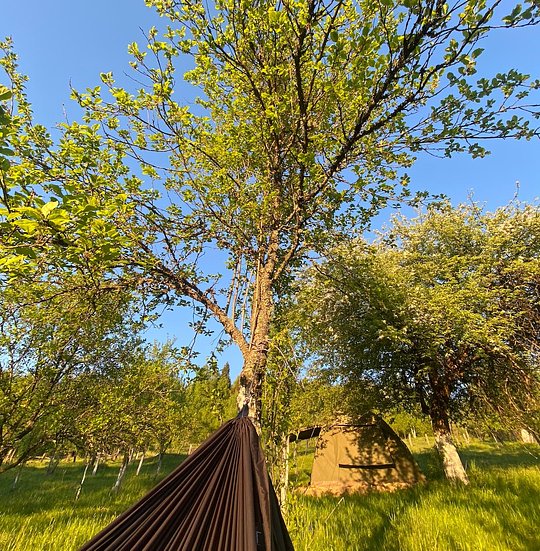 Safari camp