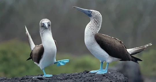 Fall in love with the Blue Footed Booby