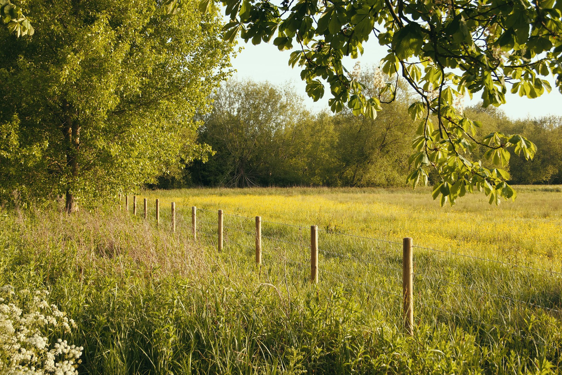 A beautiful peaceful meadow surrounded by Hawthorn and ancient trees.