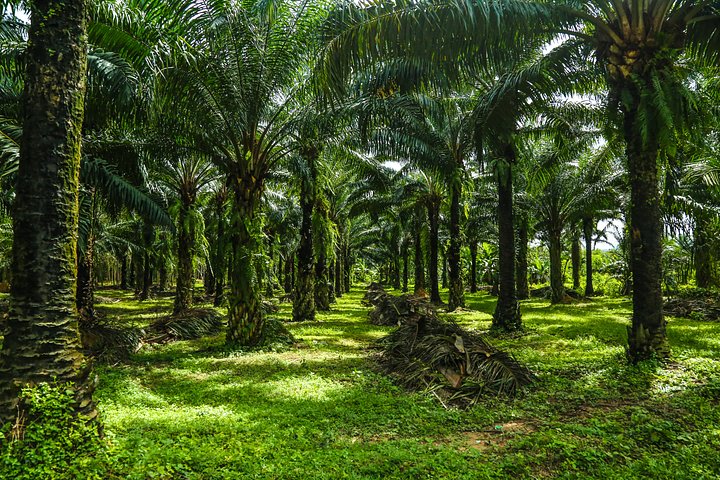 tours in thailand_visit krabi jungle
