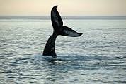 Whale and dolphin watch