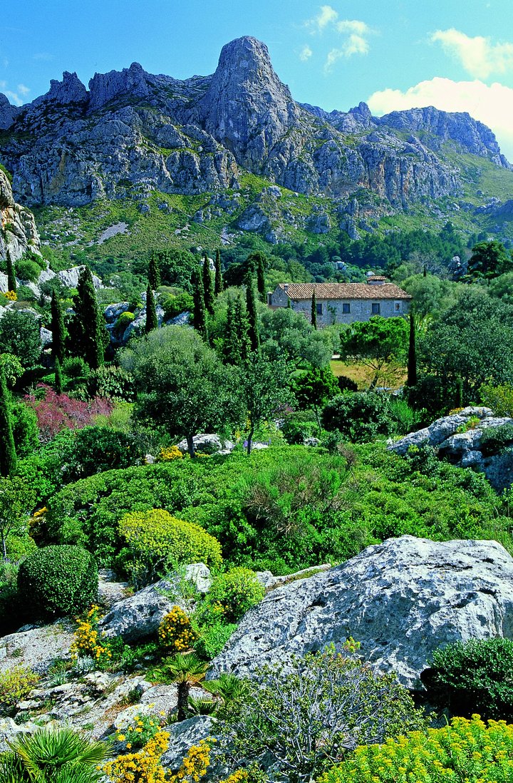 AriantGarden1
