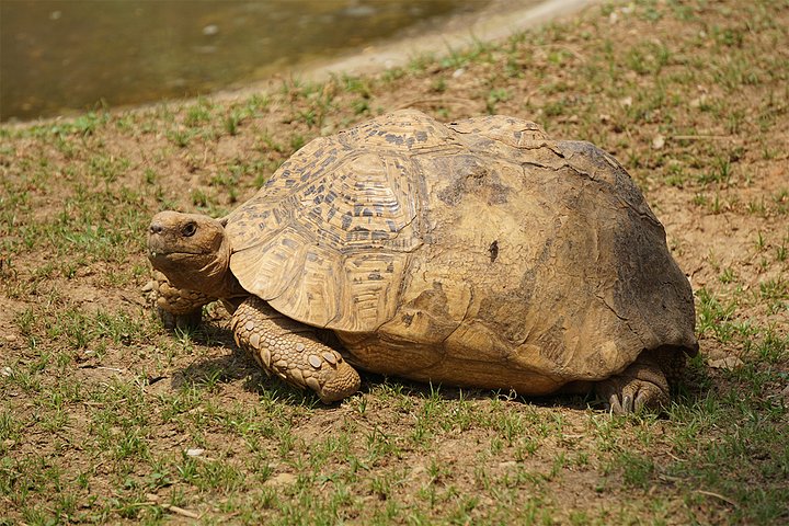 tortoise
