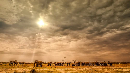 Track wildlife in Botswana’s untamed wilderness
