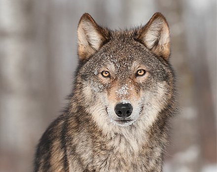 Wildlife