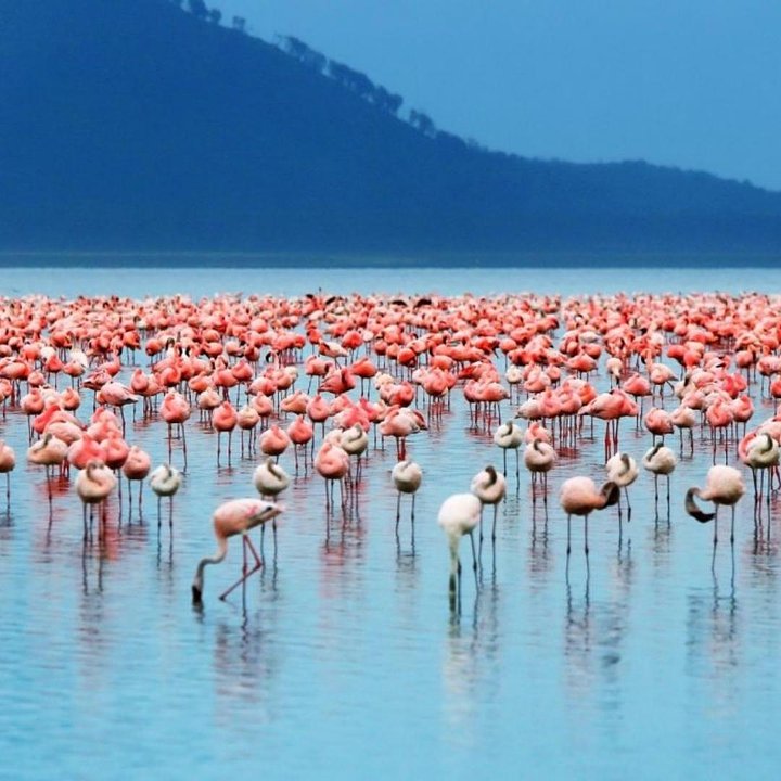 KenyaLakeNakuruNationalPark1